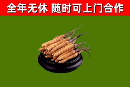 湘西回收散虫草